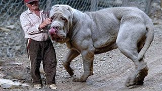 TOP 10 PERROS MÁS PELIGROSOS DEL MUNDO  2ªParte [upl. by Ytsirhk]