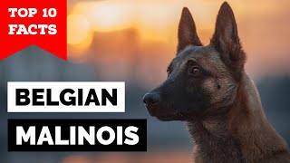 Belgian Malinois  Top 10 Facts [upl. by Mllly]