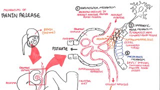 Mechanisms of Renin Release [upl. by Ahsimrac950]