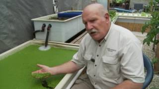 Aquaponics and Duckweed [upl. by Nigle191]