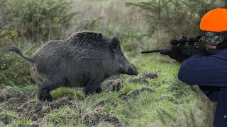 Chasse Sanglier en Battue  Superbe Battue Aux Sangliers 2020 [upl. by Woll]