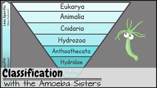 Classification [upl. by Notnyw]