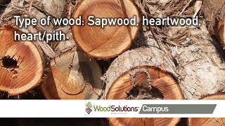 Type of wood Sapwood heartwood heartpith [upl. by Akimit]