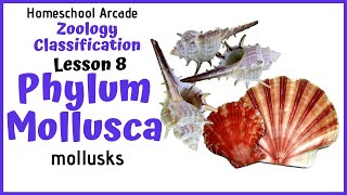 What are Mollusks  Phylum Mollusca [upl. by Nagek]