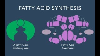 Fatty Acid Synthesis [upl. by Paule]