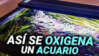 Así se OXIGENA un ACUARIO de manera CORRECTA  ¿Qué filtro debes comprar [upl. by Ahsrav]