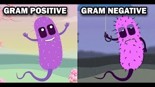 GRAM POSITIVE VS GRAM NEGATIVE BACTERIA [upl. by Odlavso471]