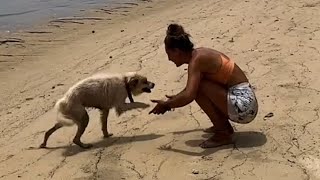 Dogs heartwarming response to rescue [upl. by Nagram]