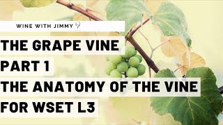 WSET Level 3 Wines  Understanding the Vine Part 1 Vine Anatomy [upl. by Dickson]