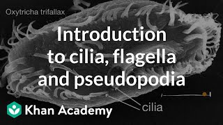 Introduction to cilia flagella and pseudopodia  Cells  High school biology  Khan Academy [upl. by Atinhoj]