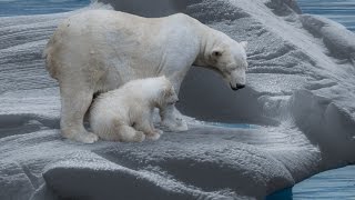 Der Eisbär  Dokumentation 1080p HD DokuExtrem [upl. by Pelage730]