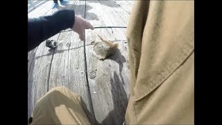 STUNG BY A STINGRAY INSANE FOOTAGE [upl. by Madison687]