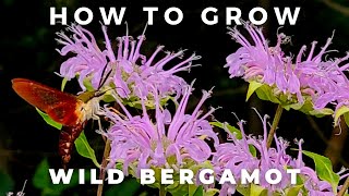 Complete Guide to Wild Bergamot Monarda Fistulosa [upl. by Ramona]