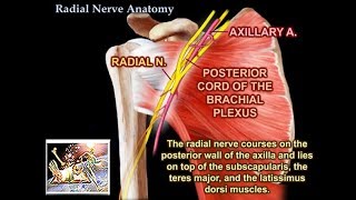 Radial Nerve Anatomy  Everything You Need To Know  Dr Nabil Ebraheim [upl. by Pytlik]