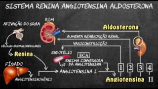 Sistema renina angiotensina aldosterona [upl. by Niwri]