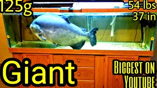 RESCUING The biggest pacu  huge pacu in a 125 gallon tank Ohio Fish Rescue [upl. by Salema]