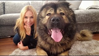 WOLF KILLER THE CAUCASIAN SHEPHERD OVCHARKA DOG [upl. by Vod]