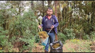 Buscando adorno Navideño en el monte musgo  con la familia [upl. by Nodnnarb]