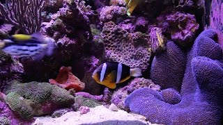 Clarkii Clownfish Feeds Blue Carpet Anemone [upl. by Alset]