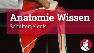 AnatomieWissen Schultergelenk [upl. by Eicul]