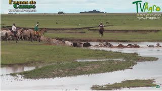 Trabajo de Invierno en los Llanos orientales Ganadería extensiva  TvAgro por Juan Gonzalo Angel [upl. by Rede927]