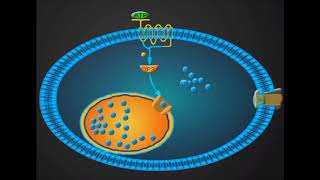 Antiplatelet drug animation Clopidogrel [upl. by Raddie]