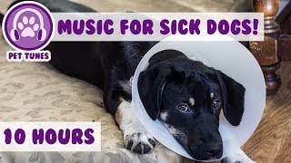 10 Hours Relaxing Dog Music to Help Your Ill and Sick Puppy or Dog Recovering From Surgery [upl. by Liban]