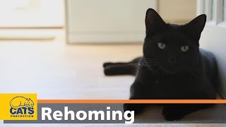 How to adopt a cat in three easy steps – Cats Protection video [upl. by Mintz]