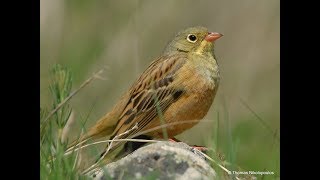 Ortolan bunting Emberiza hortulana Βλαχοτσίχλονο [upl. by Sherborn]