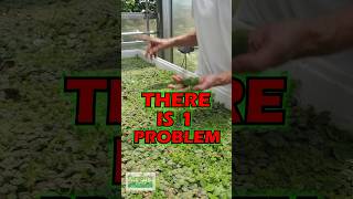 HOW TO REMOVE DUCKWEED [upl. by Akoyn457]