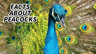 Peacock Facts FACTS about PEAFOWL 🦚 Animal Fact Files [upl. by Oag182]