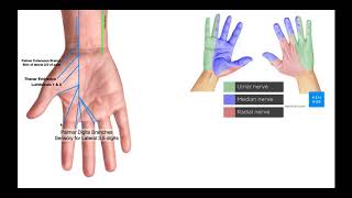 Branches of the Ulnar amp Median Nerves in Hand [upl. by Iredale]