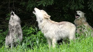 Wolf Howl Trio [upl. by Neelyar]