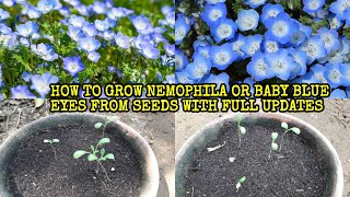 HOW TO GROW BABY BLUE EYES OR NEMOPHILA FROM SEEDS WITH FULL UPDATES [upl. by Spiegleman562]