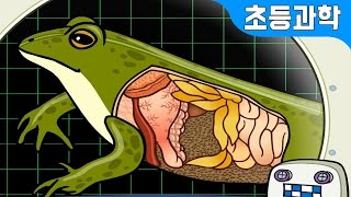 Frog Dissection  The Life Cycle of the Frog  Animated Science Encyclopedia  Animal Animation [upl. by Aubarta69]