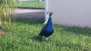 Male Peacock Calling Trumpeting Honking in Cocoa Beach Florida [upl. by Lemaj]