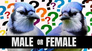 How To Tell Male And Female Blue Jays Apart  Is It Even Possible [upl. by Ahsekahs]