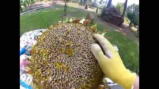 HowTo Harvest Sunflower Seeds [upl. by Brocklin]