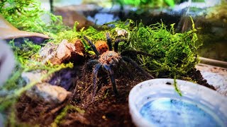 ARACHNOPHOBIA AND CHILL water my tarantulas with me [upl. by Aluino]