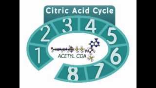 The Citric Acid Cycle An Overview [upl. by Lah]