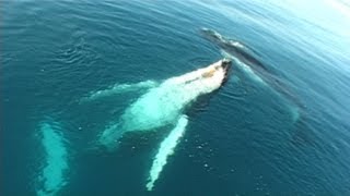 Songs of the East Australian Humpback Whales [upl. by Raynell]