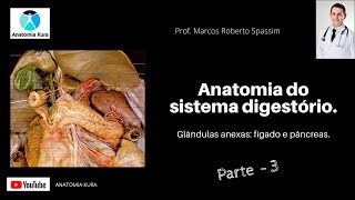 Anatomia do sistema digestório glândulas anexas  Parte 3 [upl. by Earesed866]