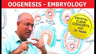 Oogenesis  Gametogenesis  Embryology🩺 [upl. by Eekcaj]