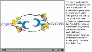 DNA Replication Animation  initiation elongation and termination [upl. by Hovey]