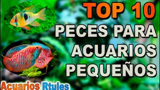 TOP 10 peces para acuarios pequeños 🐠🌱entre 15 y 50 litros [upl. by Perloff]