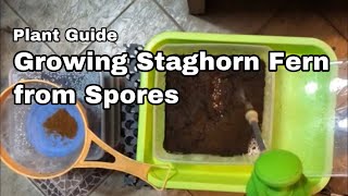 Growing Staghorn from Spore  Ep06 [upl. by Ainslee]