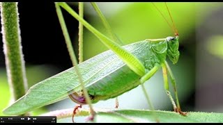 Understanding Insect Sounds Natures Orchestra [upl. by Ecirtnas]