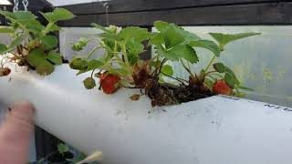 Growing Strawberries in a Hanging 4 Inch PVC Drain Pipe [upl. by Nivrem]