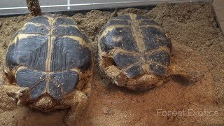 RUSSIAN TORTOISE MALE OR FEMALE [upl. by Elleimac]