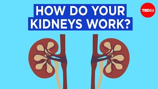 How do your kidneys work  Emma Bryce [upl. by Ttevi]